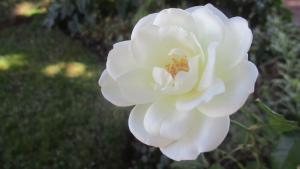 Competition entry: White Rose