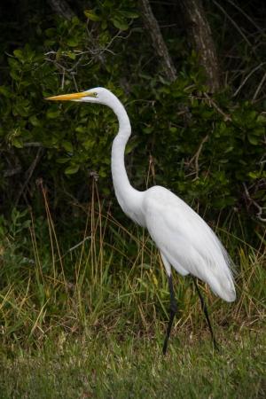 Competition entry: Everglades Great Egret