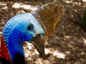 Competition entry: Add Cassowary to your life list
