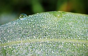 Competition entry: Dew on leaf