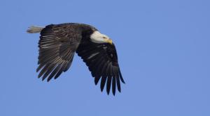 Competition entry: Bald Eagle in Flight