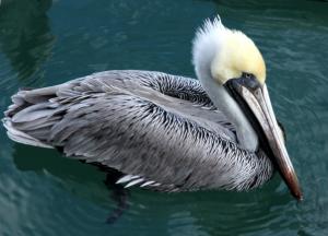 Competition entry: Key West Pelican