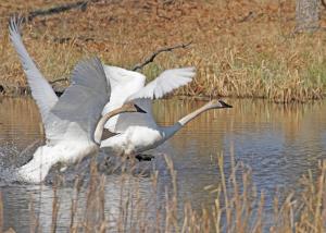 Competition entry: Trumpeter Swans Taking Off