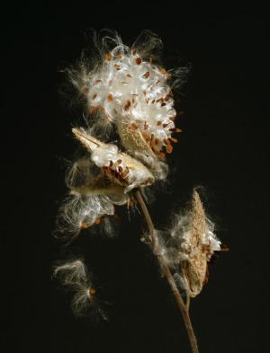 Competition entry: Milkweed in color