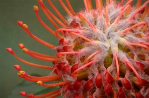 Competition entry: Protea Flower