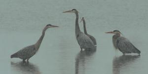 Competition entry: Herons with Spring Snow