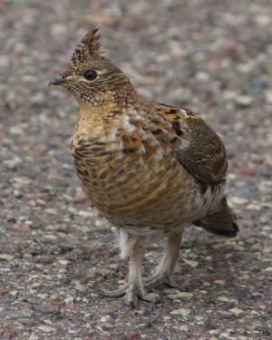 Competition entry: Ruffed Grouse