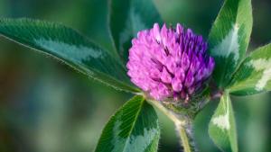 Competition entry: Red Clover