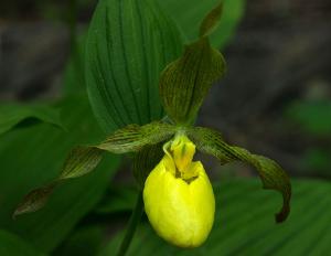 Competition entry: Yellow Lady Slipper