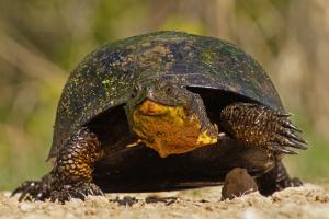 Competition entry: Blanding's Turtle