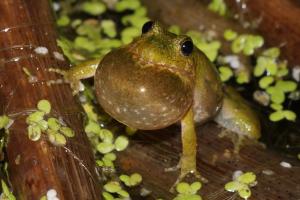 Competition entry: Cricket Frog