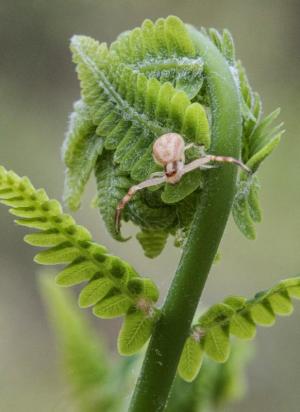 Competition entry: Spider on Fern