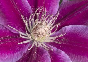 Competition entry: Clematis