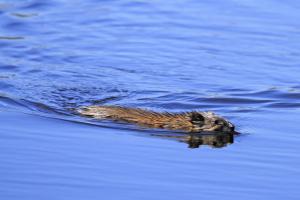 Competition entry: Good Morning Mr. Muskrat