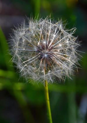 Competition entry: Intricate Dandelion Seed Head