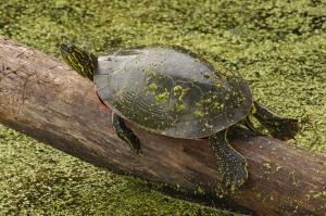 Competition entry: Painted Turtle