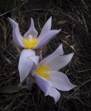 Competition entry: Pasque Flowers