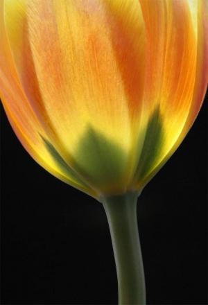 Competition entry: Spring Tulip