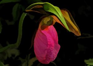 Competition entry: Pink Lady Slipper