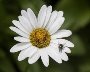 Competition entry: Fly on Flower