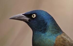 Competition entry: Grackle