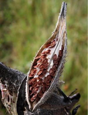 Competition entry: Milkweed Pod