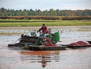 Competition entry: Harvesting Cranberries