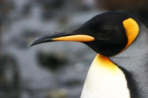 Competition entry:     King Penguin