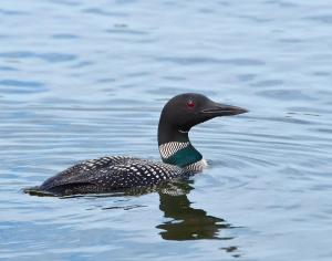Competition entry: Common Loon (MN State Bird)