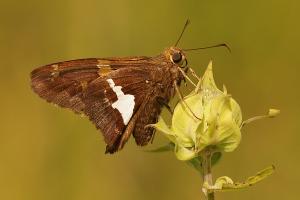 Competition entry: Silver-spotted Skipper