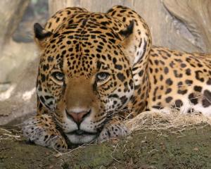 Competition entry: Jaguar- Milwaukee Zoo