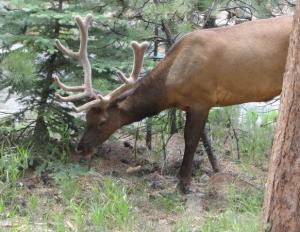 Competition entry: Colorado Elk