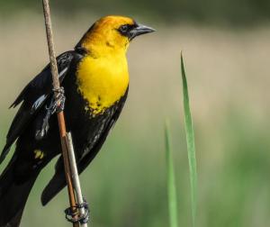 Competition entry: Yellow-headed Blackbird