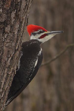 Competition entry: Pileated Woodpecker
