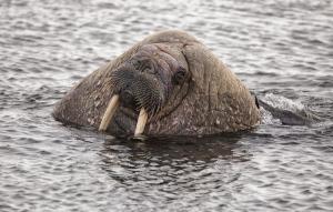 Competition entry: Walrus In Svalbard