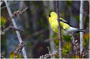 Competition entry: New Jersey Bird, American Goldfinch