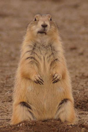 Competition entry: Black-tailed Prairie Dog