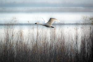 Competition entry: Tundra Swan