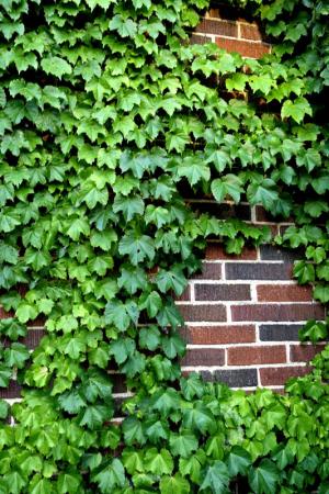 Competition entry: A Wall of Ivy