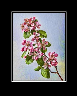 Competition entry: Apple Blossoms
