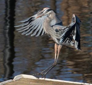 Competition entry: Heron Landing on Dock