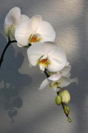 Competition entry: Orchid Beauty