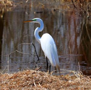 Competition entry: Great White Egret with Green Lore 