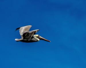 Competition entry: Pelican in Flight