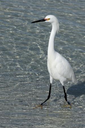 Competition entry: Snowy Egret in Mating Plumage