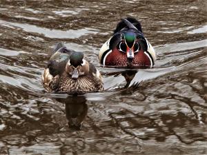 Competition entry: Wood ducks