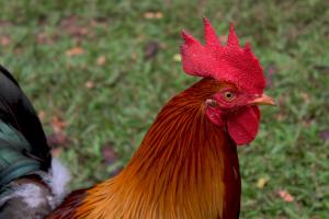 Competition entry: Wild Hawaiian rooster