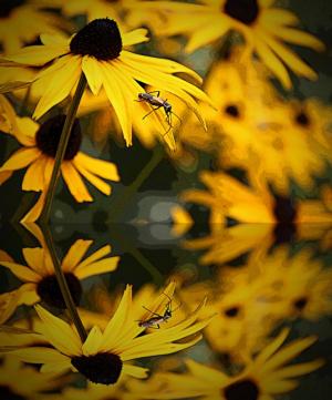 Competition entry: Bug on a Black Eye Susan