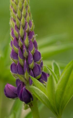 Competition entry: Lupine Beauty