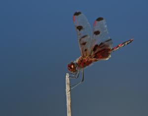 Competition entry: Calico Pennant Dragonfly